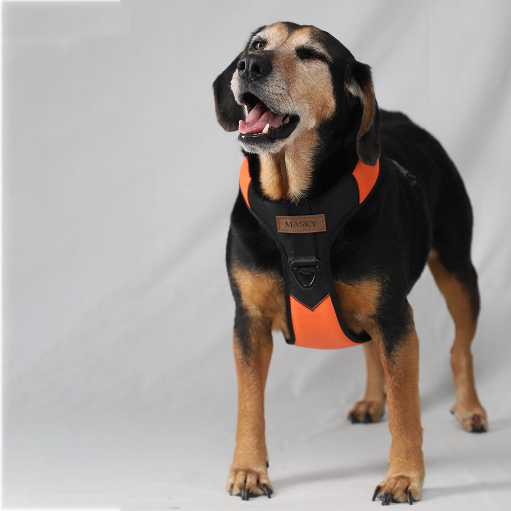 Premium Leather Easy Fit No-Pull Harness ~ Orange & Black
