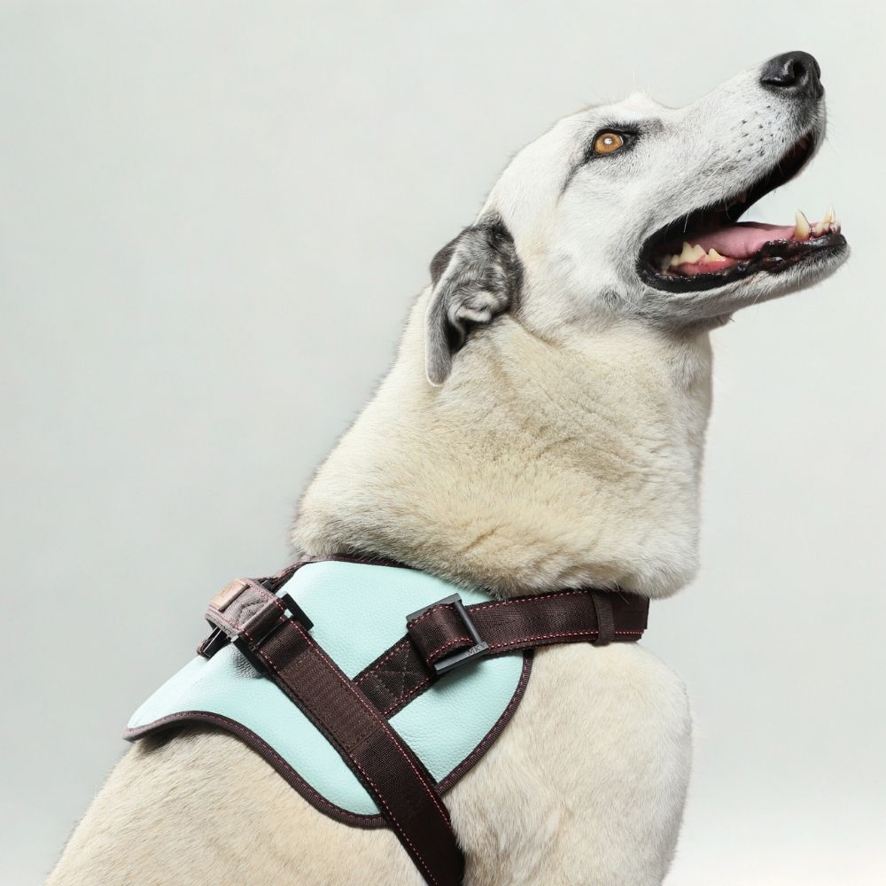 Premium Leather Anti-Choke Harness ~ Mint Green & Brown