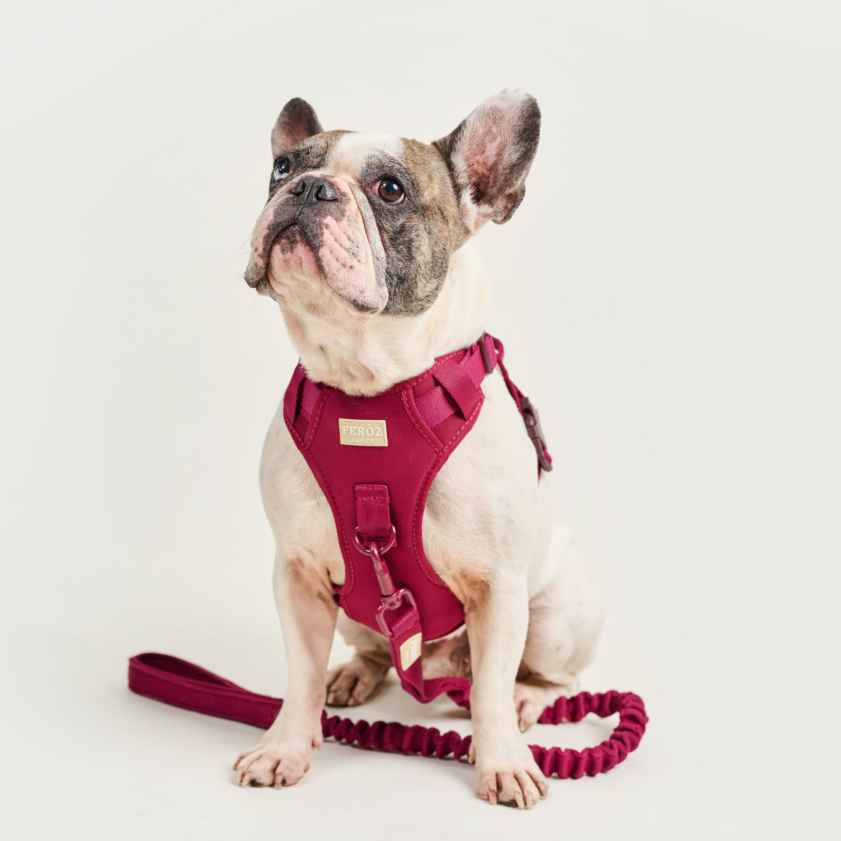 Dog Sport Harness BASIC Ruby