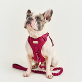 Dog Sport Harness BASIC Ruby