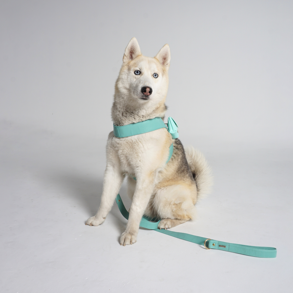 Turquoise Leather Dog Harness