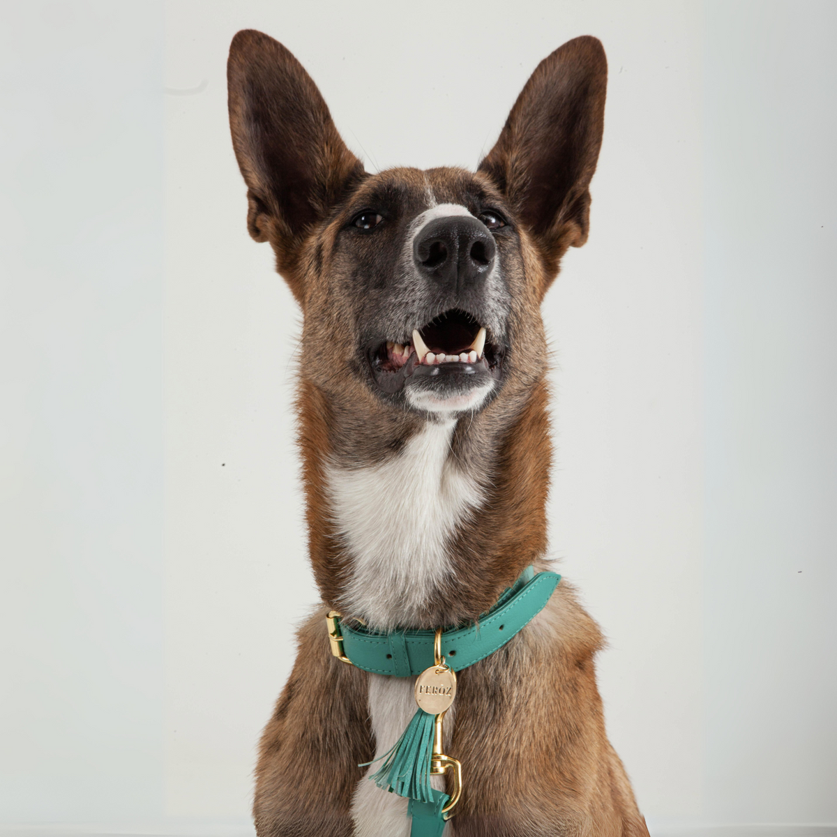 Turquoise Leather Dog Collar