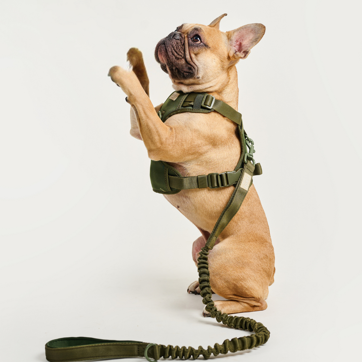 Dog Expandable Leash BASIC Military Green