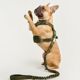 Dog Expandable Leash BASIC Military Green