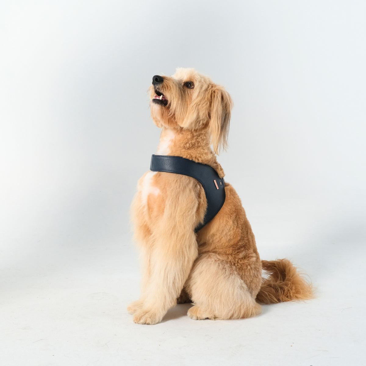 Hunter Navy Leather Dog Harness