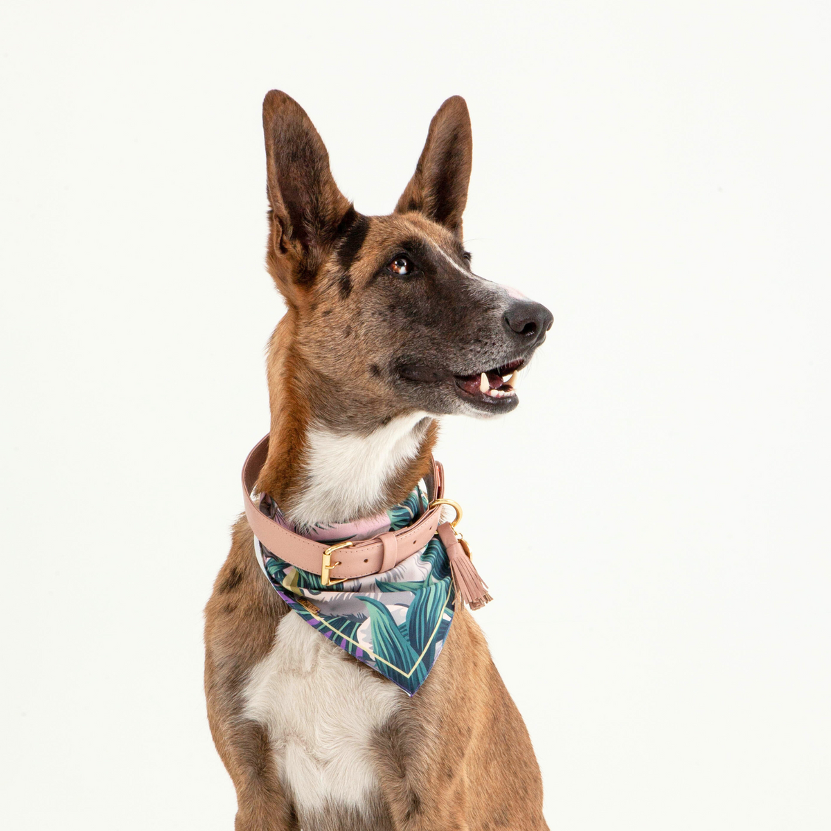Dusty Rose Leather Dog Collar