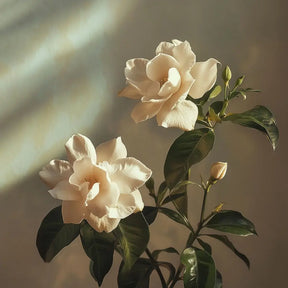 Jasmin Blanc