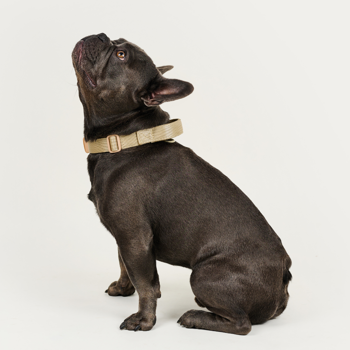 Dog Collar BASIC Beige