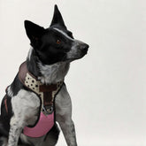 Premium Leather Easy Fit No-Pull Harness ~ Stars & Fuchsia