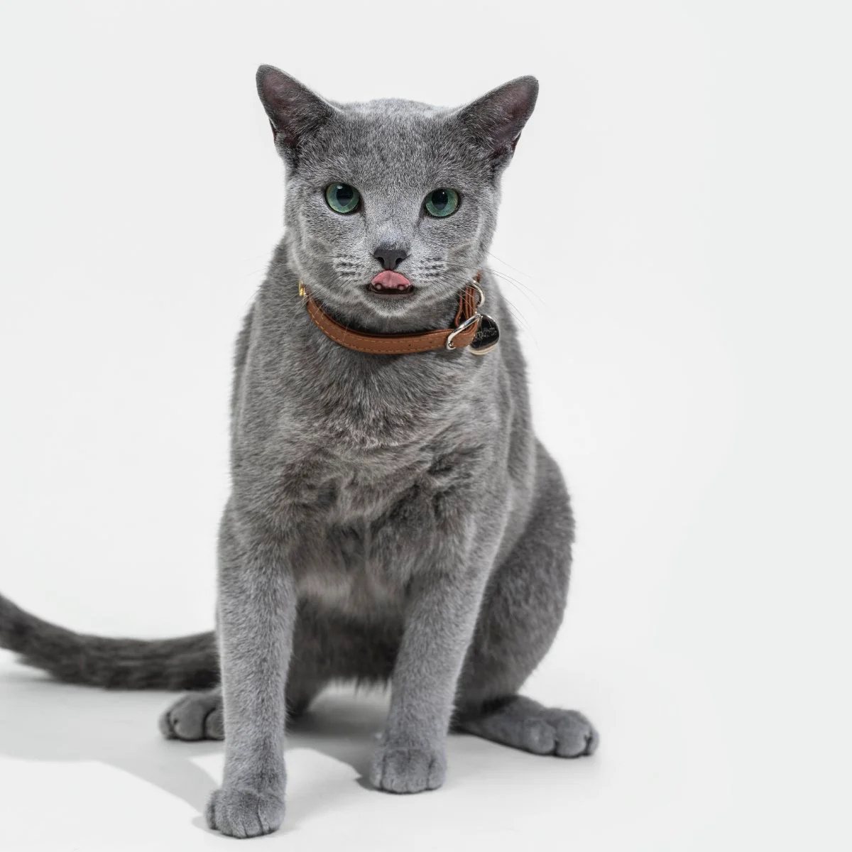 Leather Cat Collar