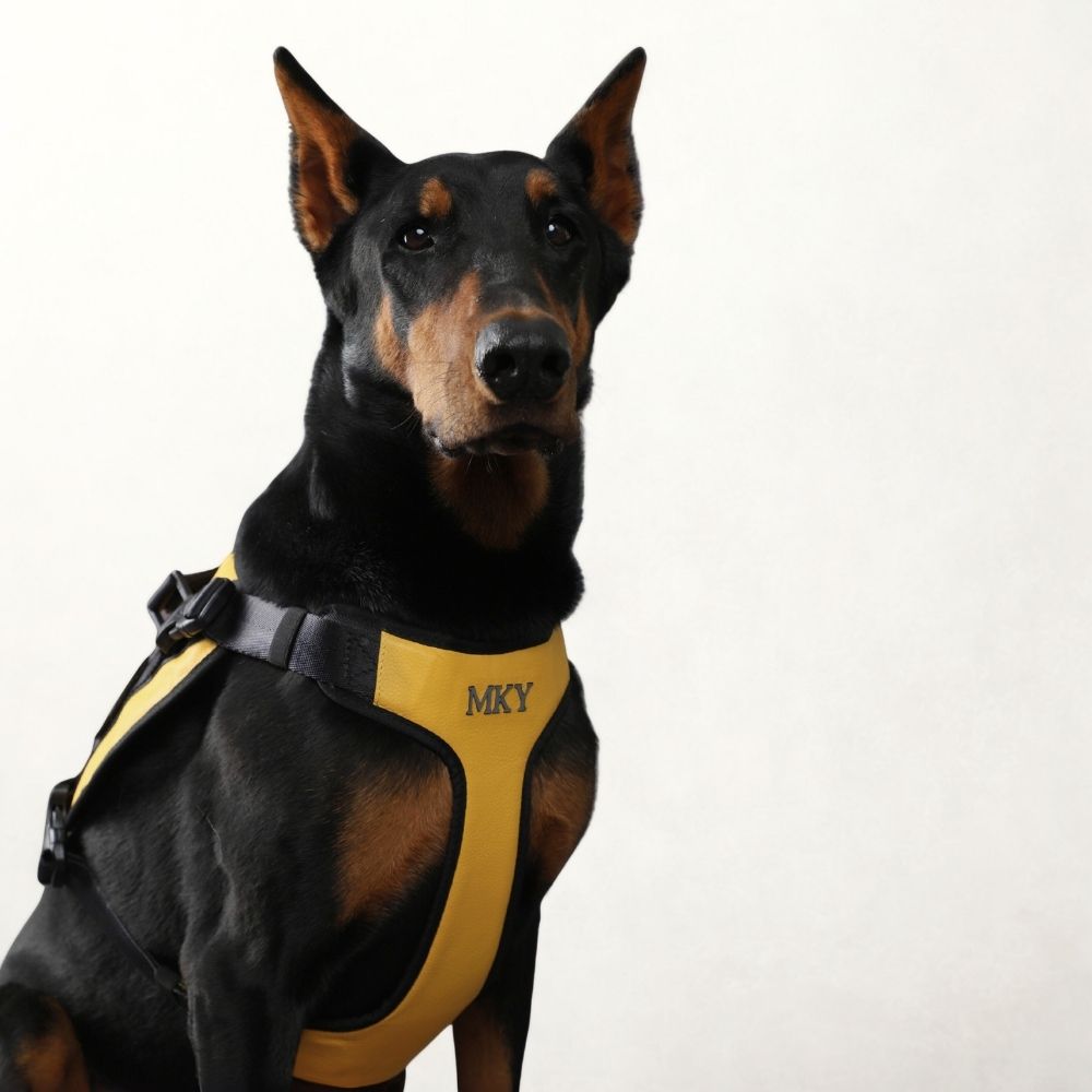 Donatello Leather Harness • Yellow ~ Black