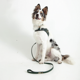 Pine Green Leather Dog Harness