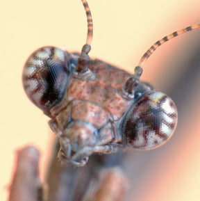 ReVamp Shaba Polarized Sunglasses