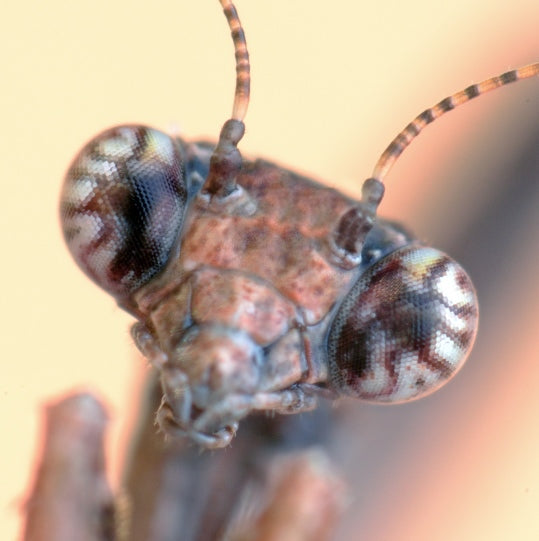 ReVamp Shaba Polarized Sunglasses