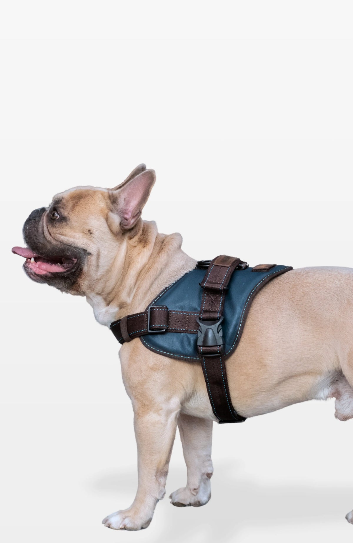 Signature Leather Dog Harness