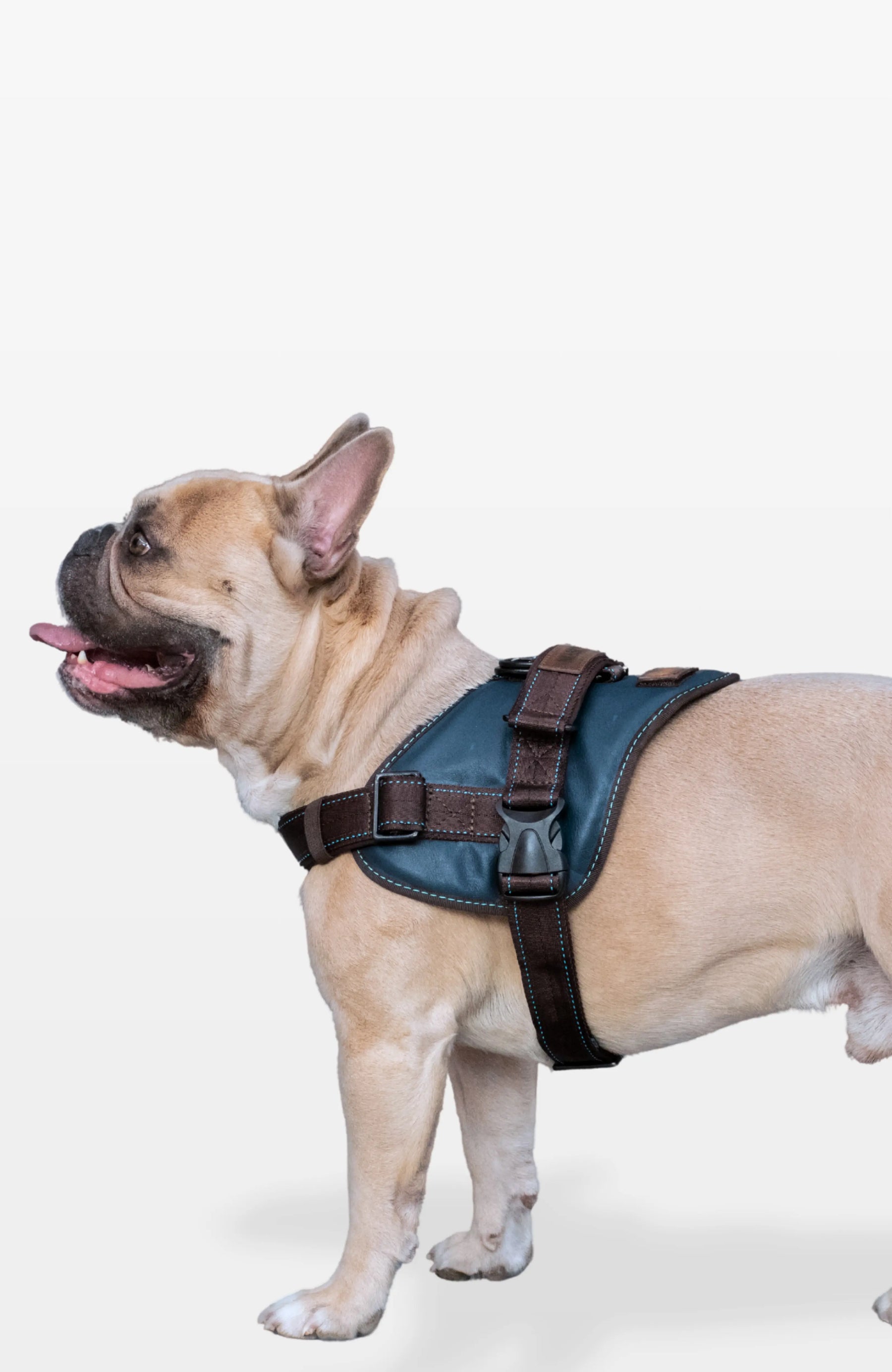 Signature Leather Dog Harness