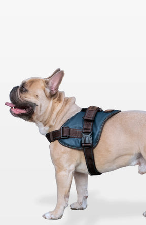 Signature Leather Dog Harness