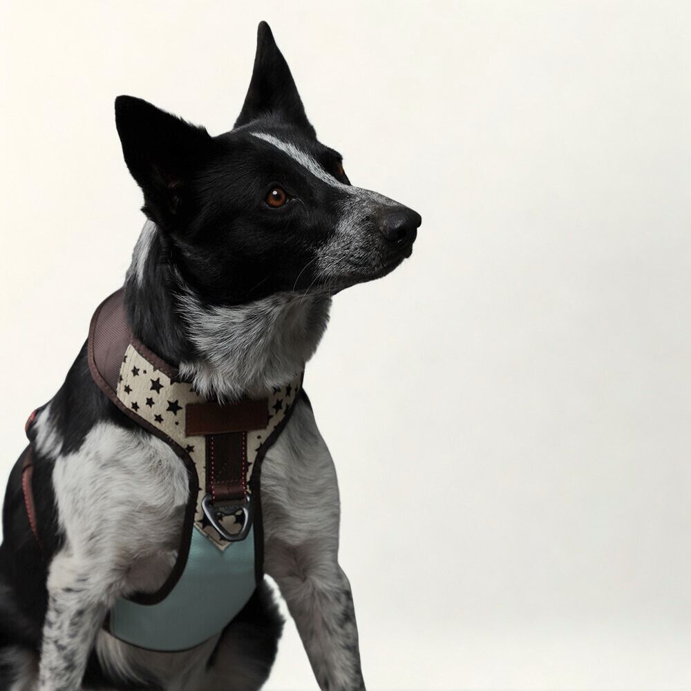 Premium Leather Easy Fit No-Pull Harness ~ Stars & Mint Green