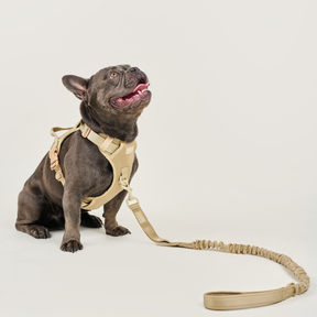 Dog Expandable Leash BASIC Beige