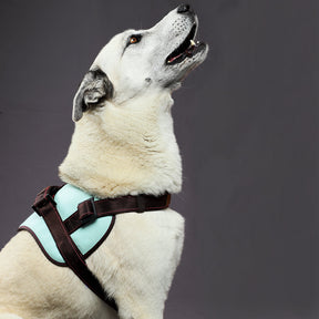 Premium Leather Anti-Choke Harness ~ Mint Green & Brown
