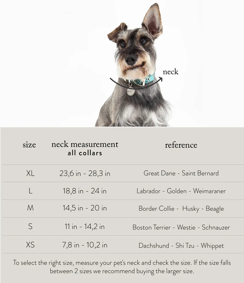 Dog Collar BASIC Beige
