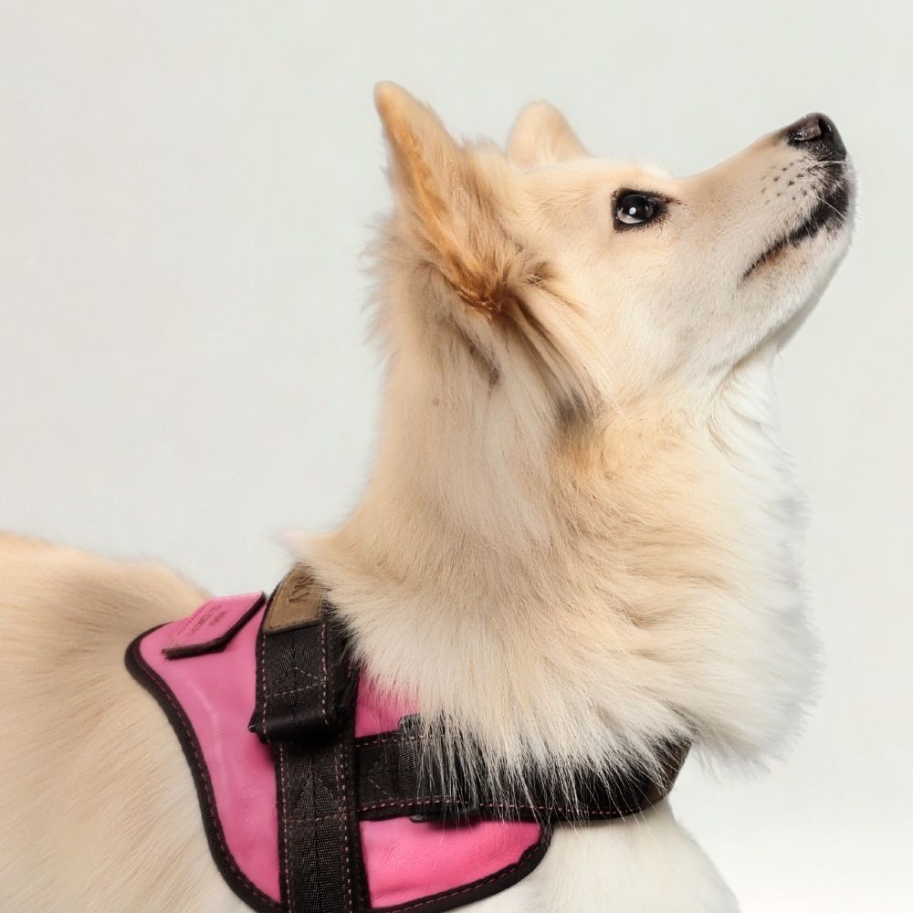 Mayo Leather Harness • Fuchsia ~ Brown