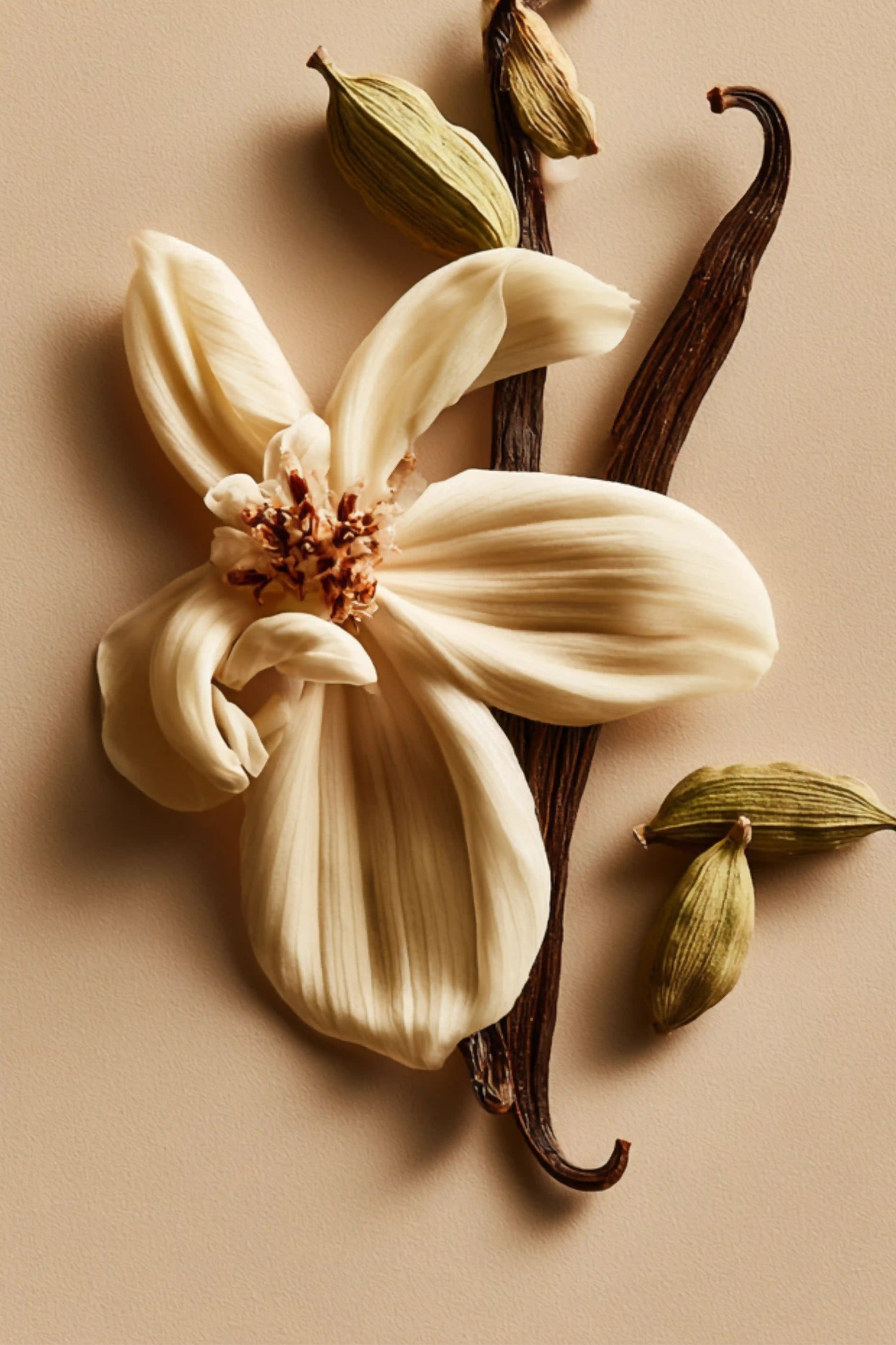 Vanilla & Cardamom Body Oil