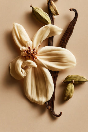 Vanilla & Cardamom Body Oil