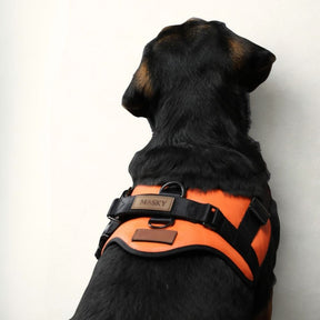Luxury Leather Harness - Orange & Black