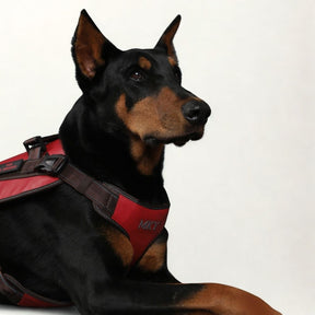 Donatello Luxe Leather Dog Harness - Red & Brown