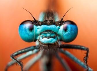 BlknBlu Polarized Aviator Sunglasses