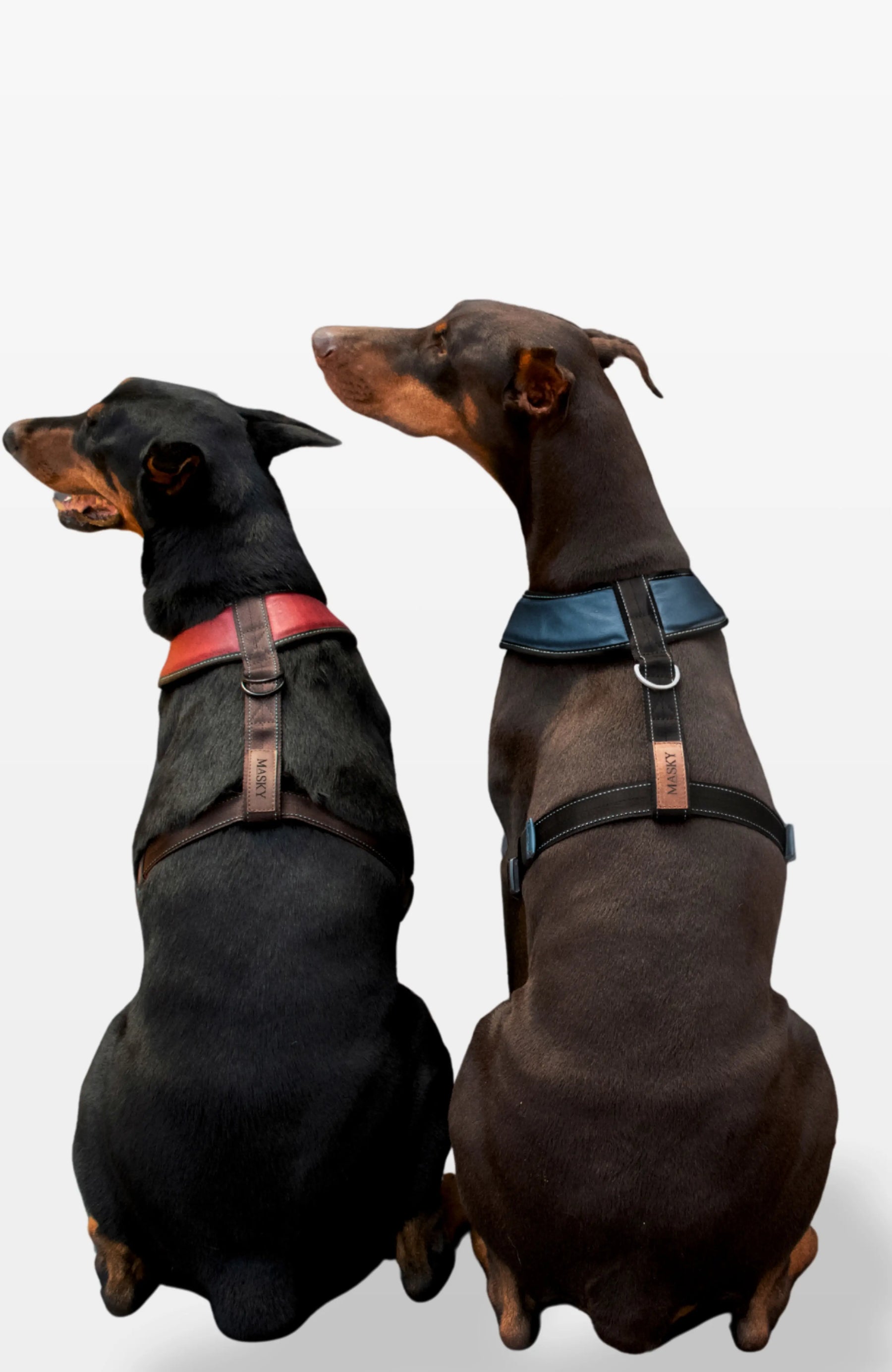 Bold Control Leather Harness