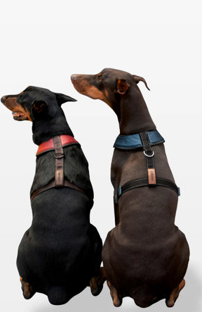 Bold Control Leather Harness