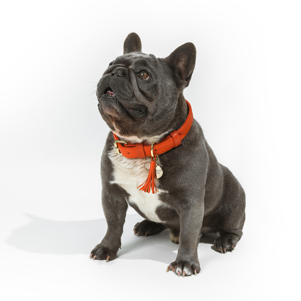 Orange Leather Dog Collar
