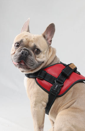Signature Leather Dog Harness