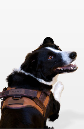 Signature Leather Dog Harness