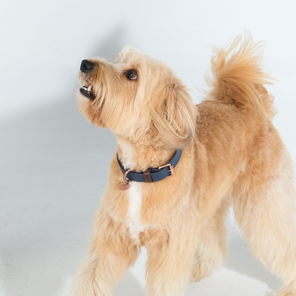 Hunter Navy Leather Dog Collar