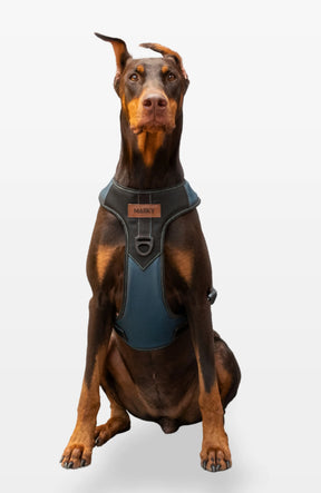 Bold Control Leather Harness