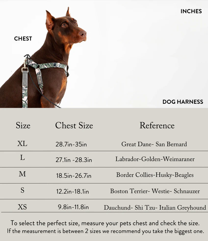 Sport Harness BASIC Dusty Rose