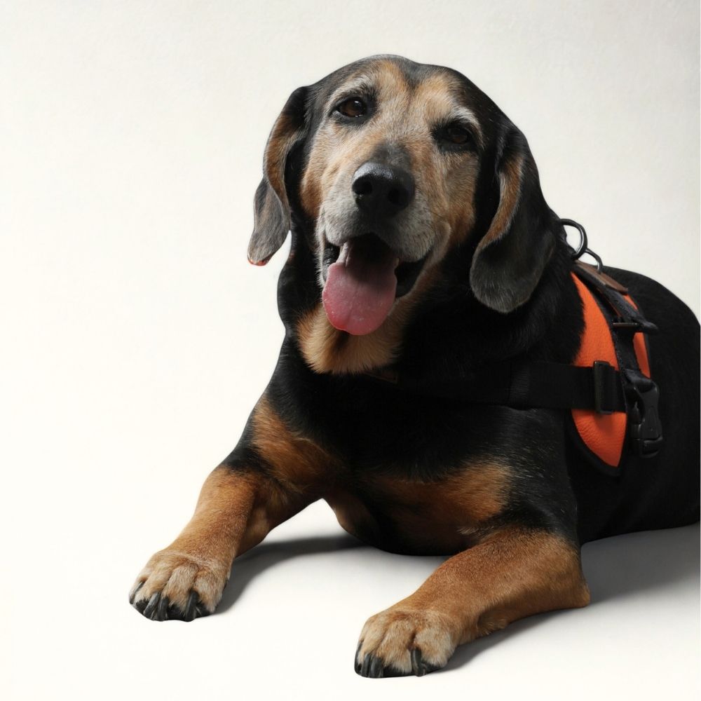 Luxury Leather Harness - Orange & Black