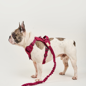 Dog Sport Harness BASIC Ruby