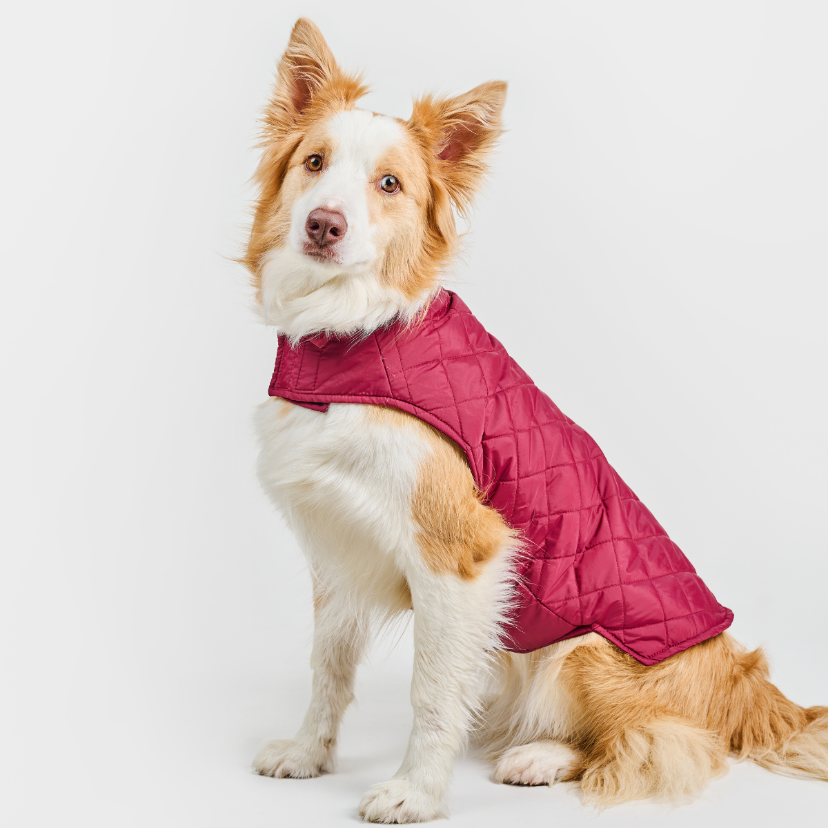 Dog Vest BASIC Ruby