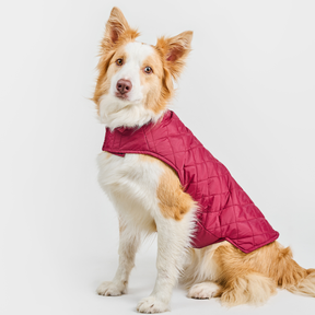 Dog Vest BASIC Ruby