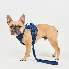 Sport Harness BASIC Navy