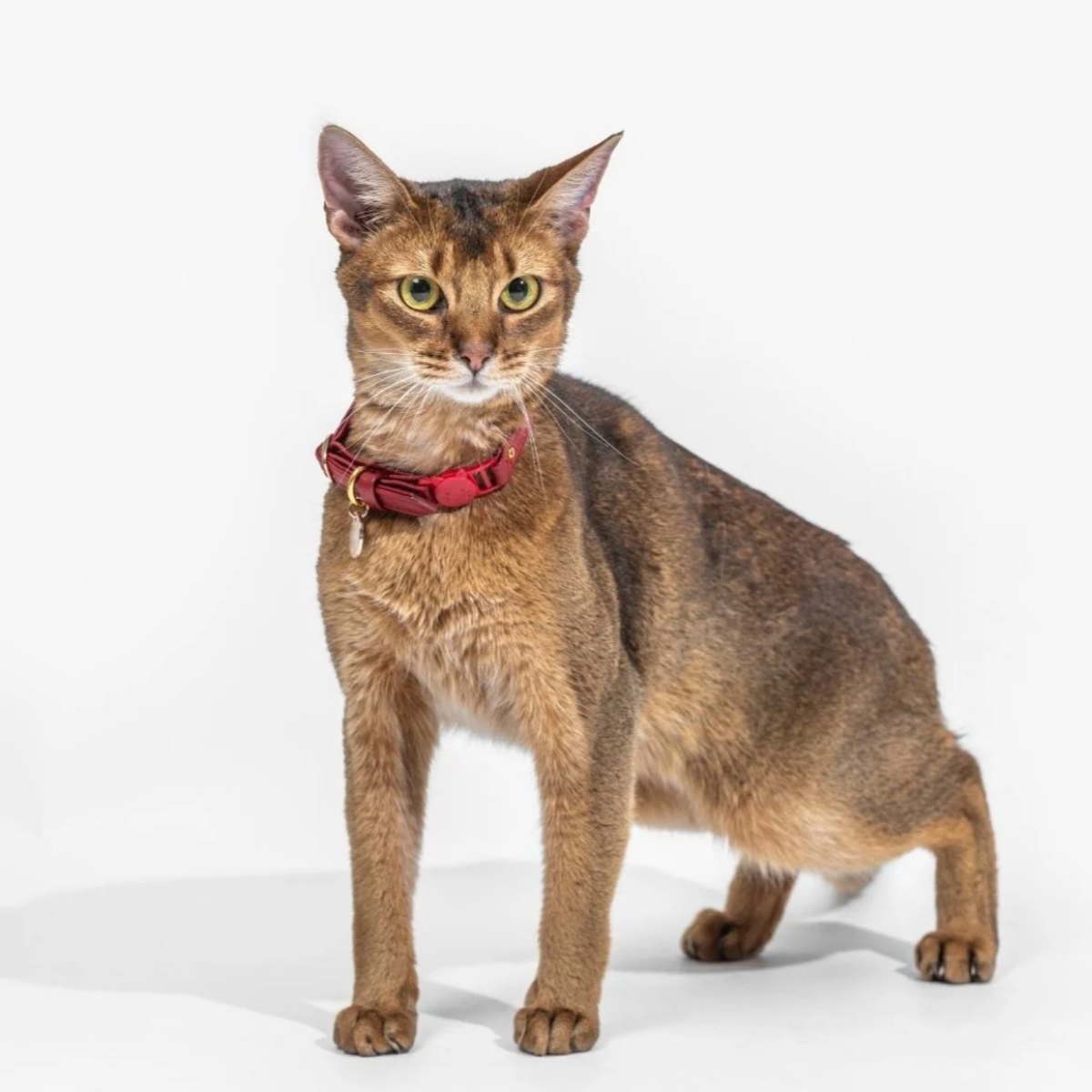 Leather Cat Collar