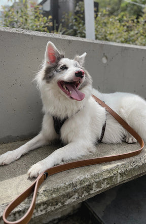 Classic Leather Leash