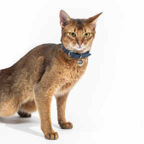 Leather Cat Collar