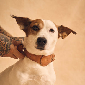 AirTag Pet Leash