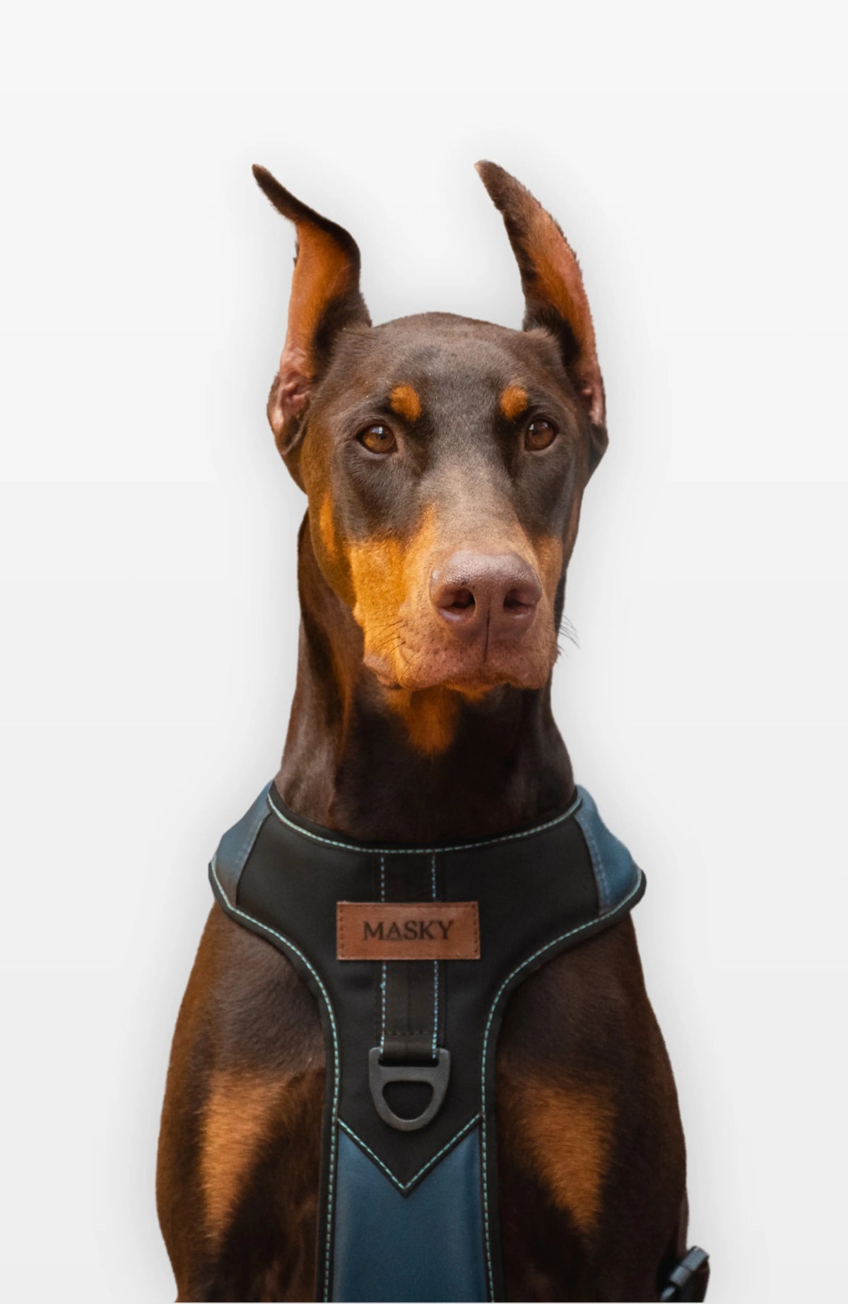 Bold Control Leather Harness