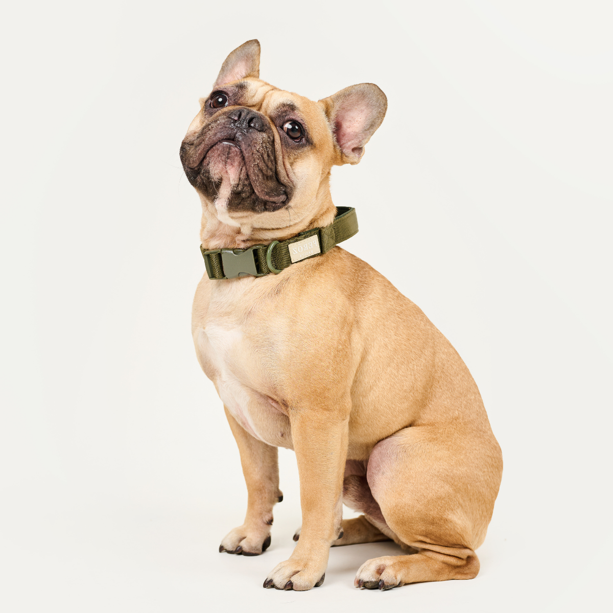 Dog Collar BASIC Military Green